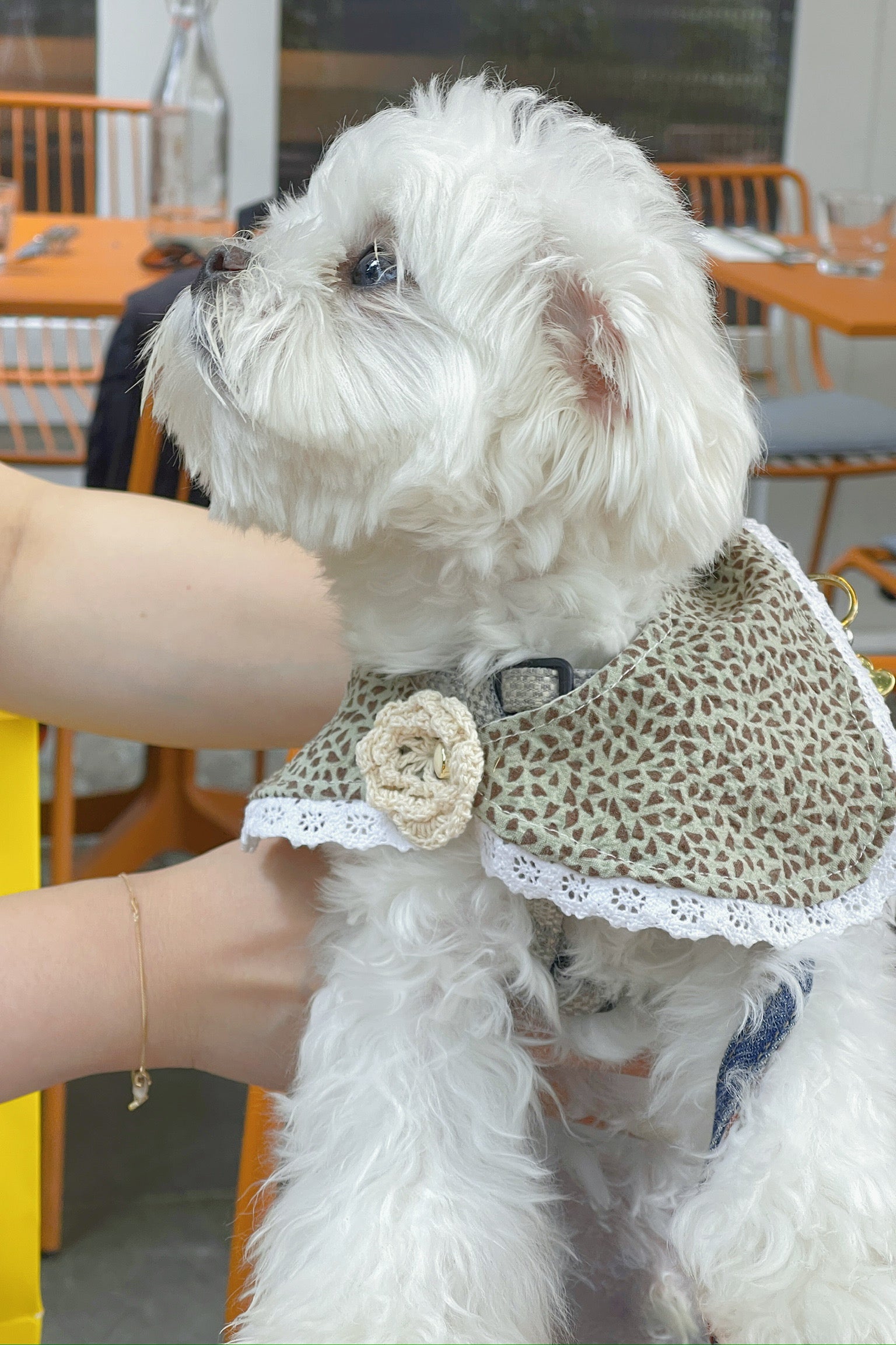 Fetch Lace Pet Collar Trim