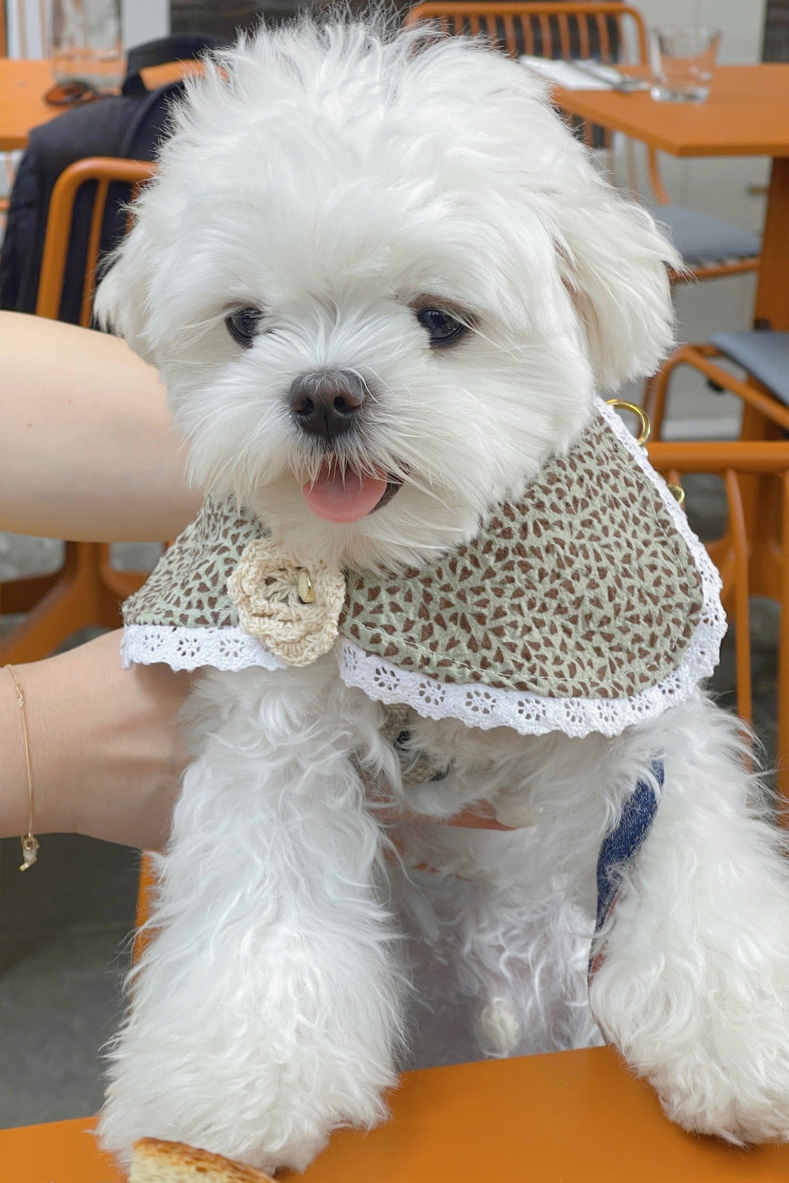 Fetch Lace Pet Collar Trim