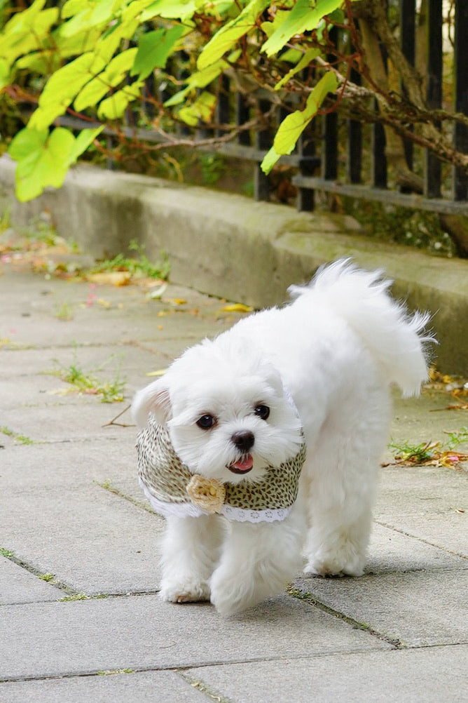 Fetch Lace Pet Collar Trim