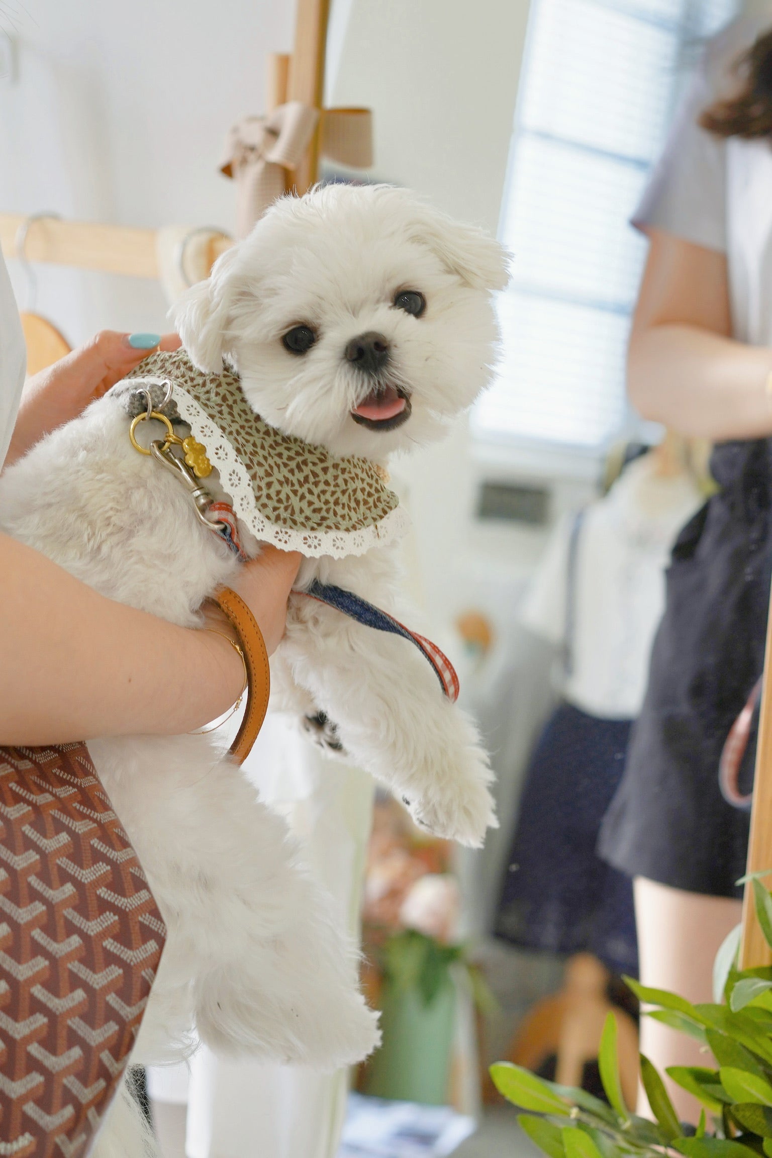 Fetch Lace Pet Collar Trim