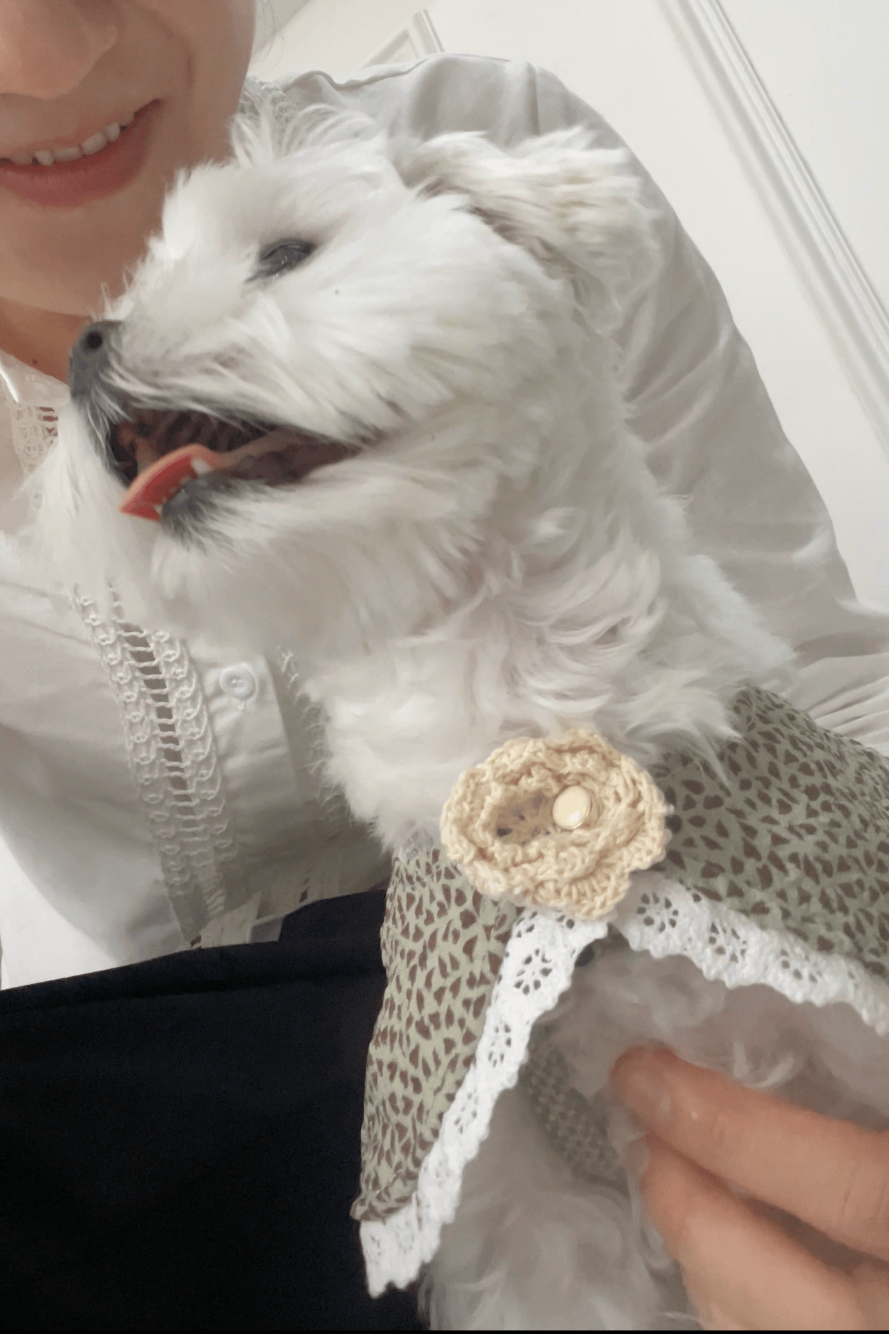 Fetch Lace Pet Collar Trim