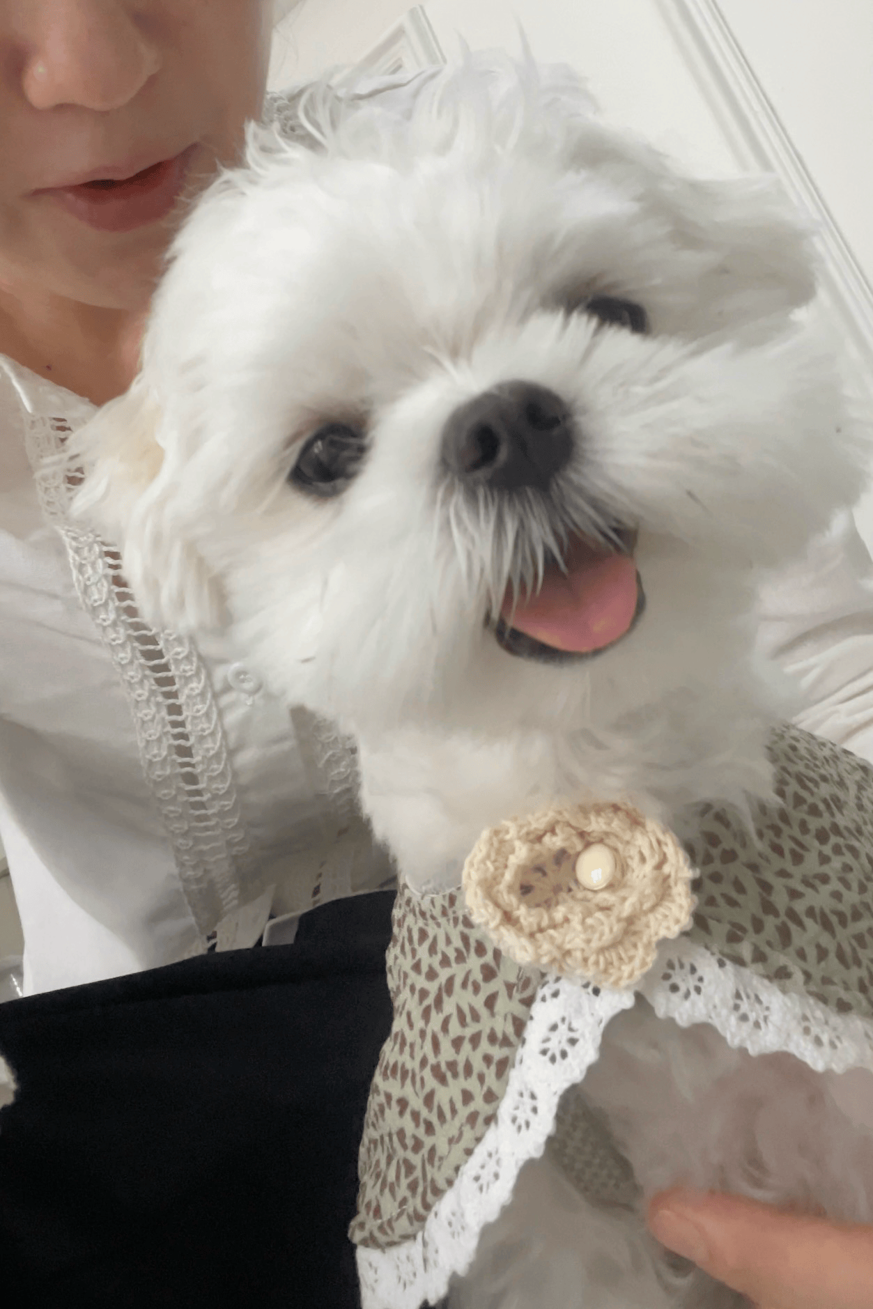 Fetch Lace Pet Collar Trim