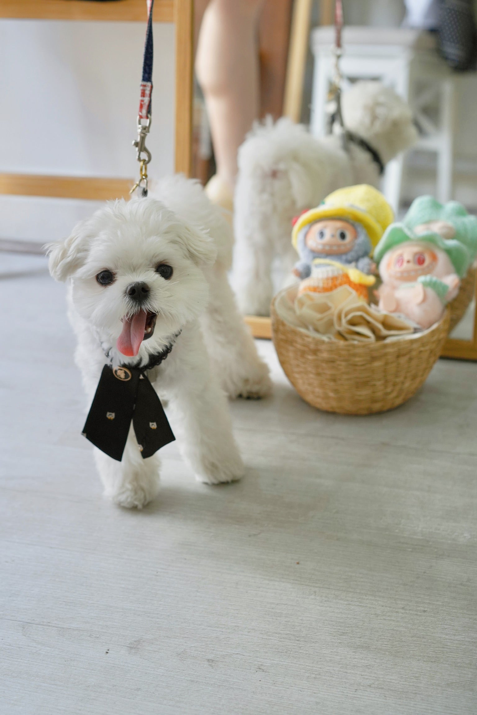 Woof Woof Pet Bow Tie
