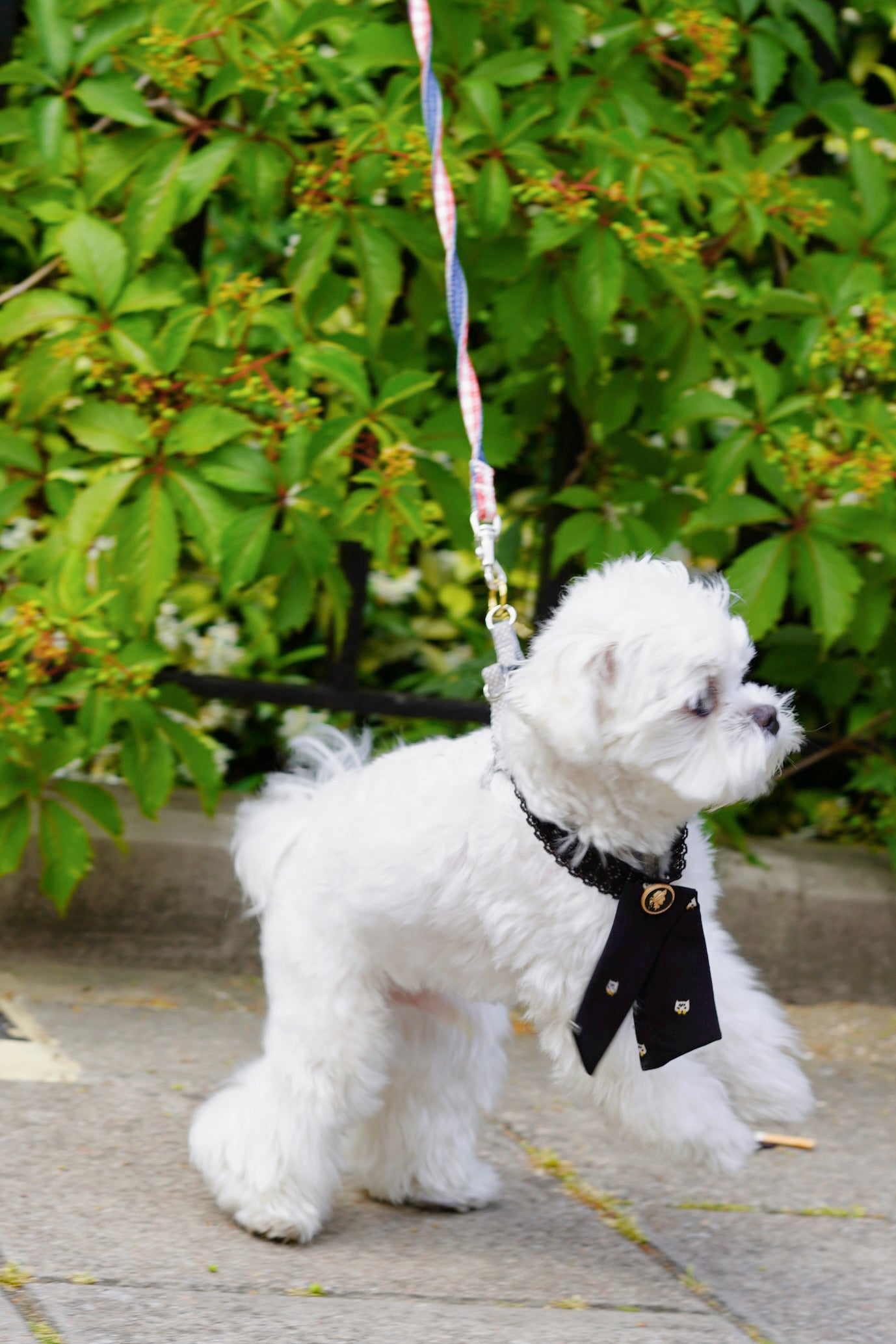 Woof Woof Pet Bow Tie