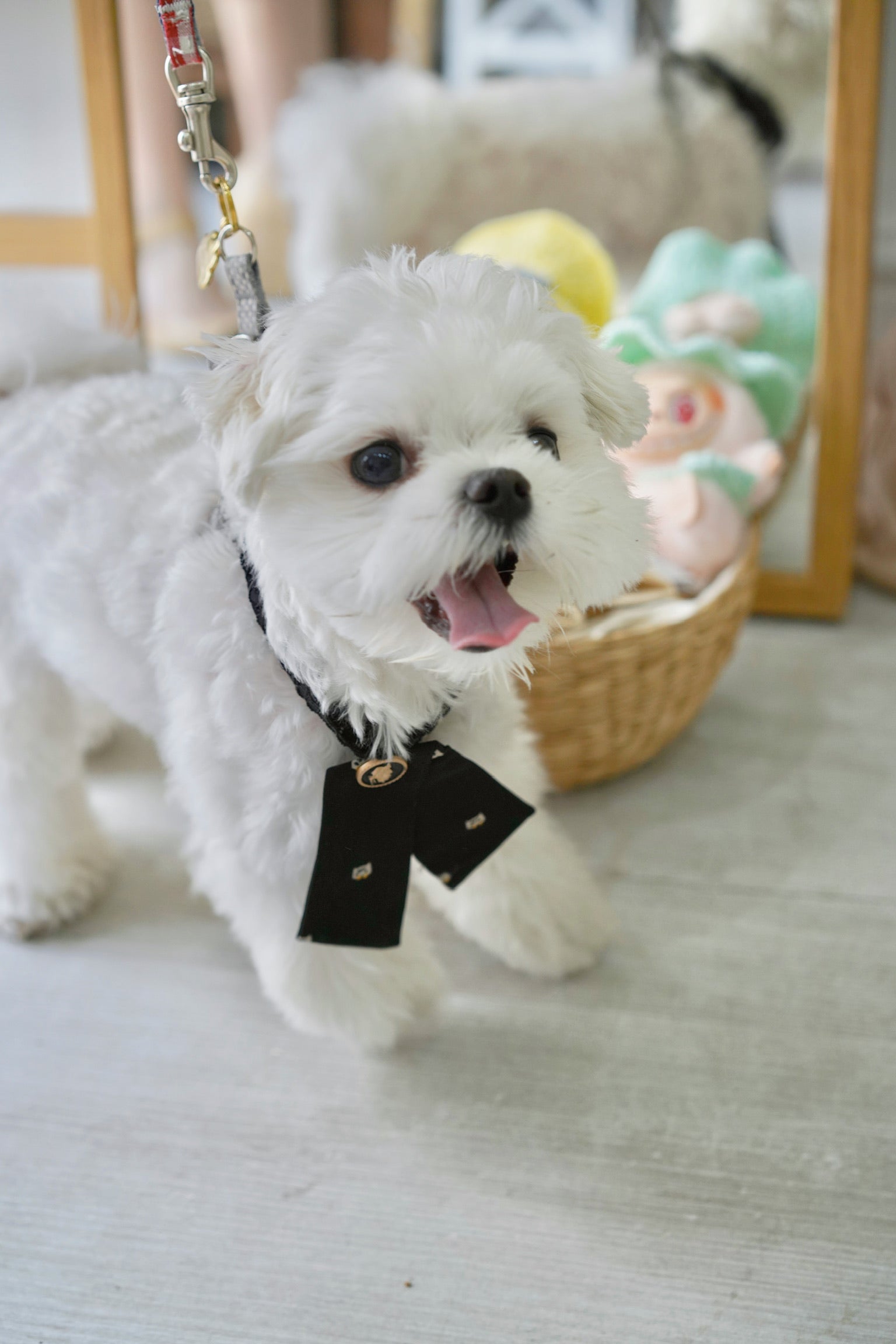 WoofWoofPetBowTie_5.jpg