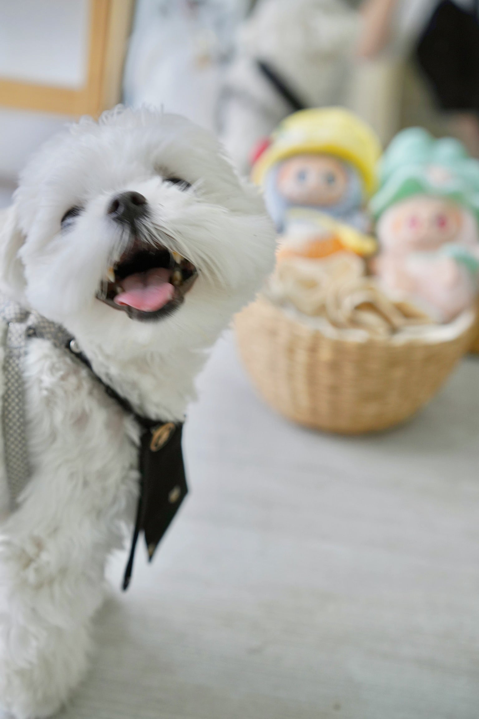 Woof Woof Pet Bow Tie