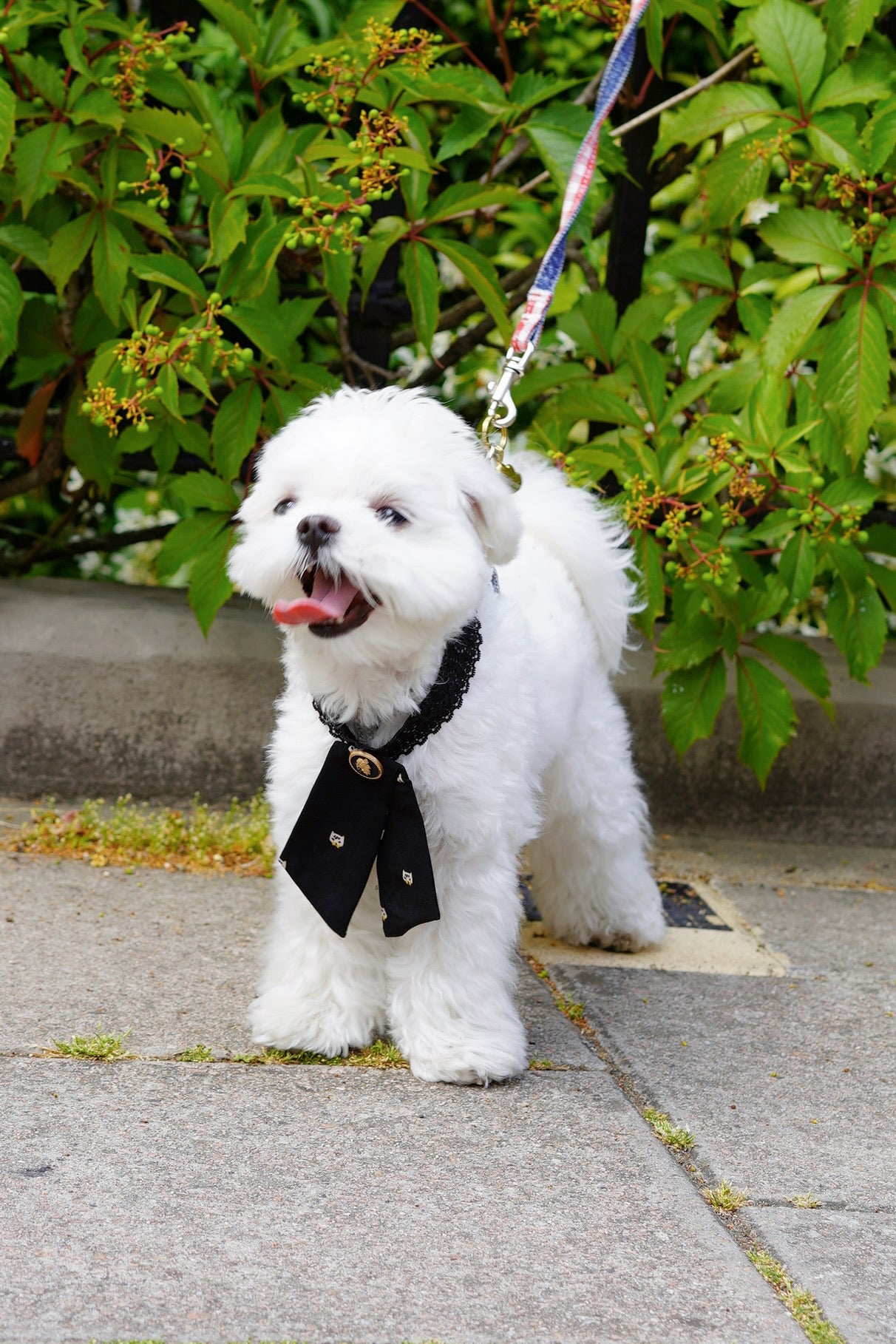 WoofWoofPetBowTie_7.jpg