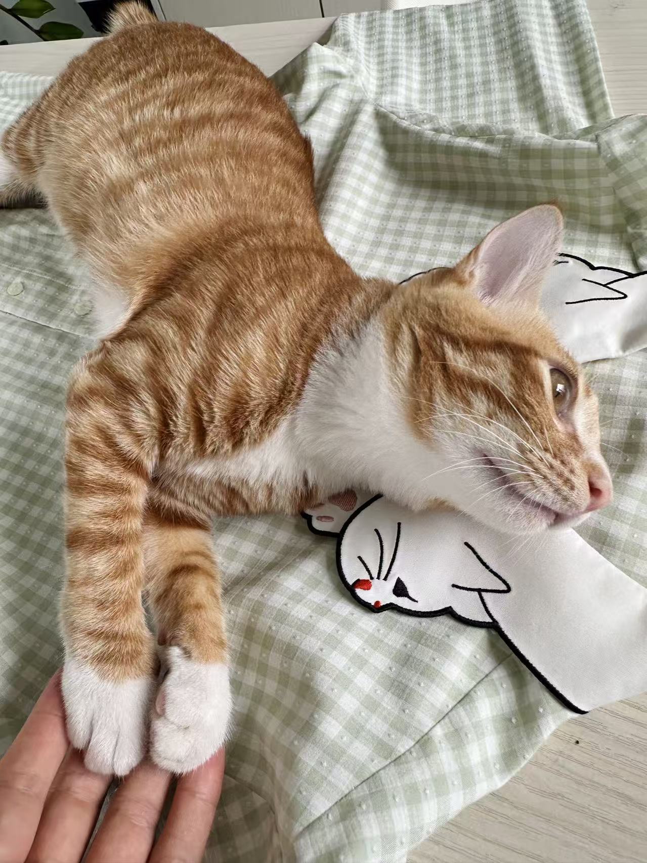 nian_cat_collars.jpg